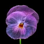 viola web