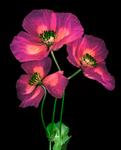 poppy web