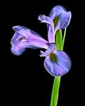 iris web
